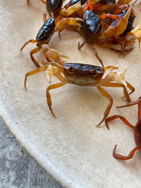 japanese freshwater crabs for sale.